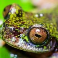 Une nouvelle espèce de grenouille découverte au Costa Rica