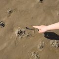 Une riche vie sous la plage de sable