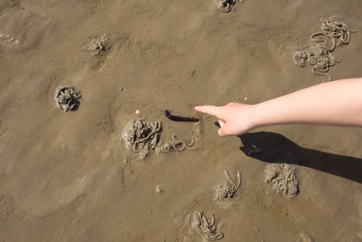 8d99602f-ad72-43ce-90c1-3d5278b3c6f6 Une riche vie sous la plage de sable