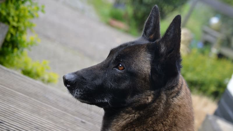 91461620-6b5f-4849-8dfa-df683282451c Un homme condamné pour cruauté envers un chien à Metz