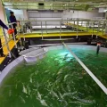 Implantation contestée d&rsquo;une mégaferme de saumons au Verdon-sur-Mer
