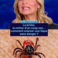 Comment retirer une tique en toute sécurité