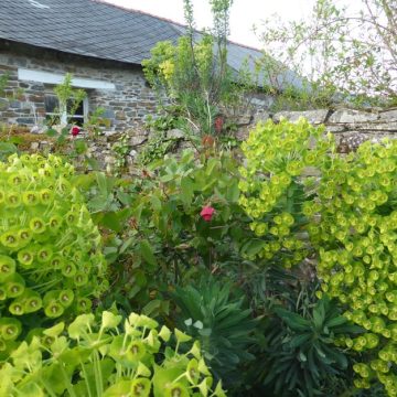 9570ba05-0806-4ed5-b981-f80039993f74 La résilience de l’Euphorbe Characias dans les jardins