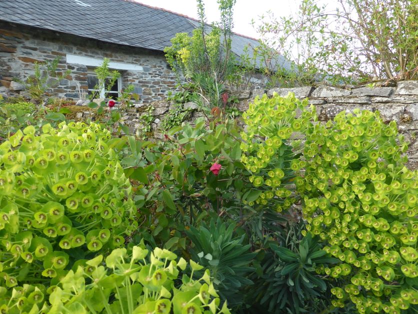 9570ba05-0806-4ed5-b981-f80039993f74 La résilience de l’Euphorbe Characias dans les jardins