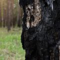 Arbres Résistants aux Incendies : Une Solution pour Protéger Votre Habitat