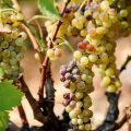 Les Vendanges Précoces Face aux Canicules en France