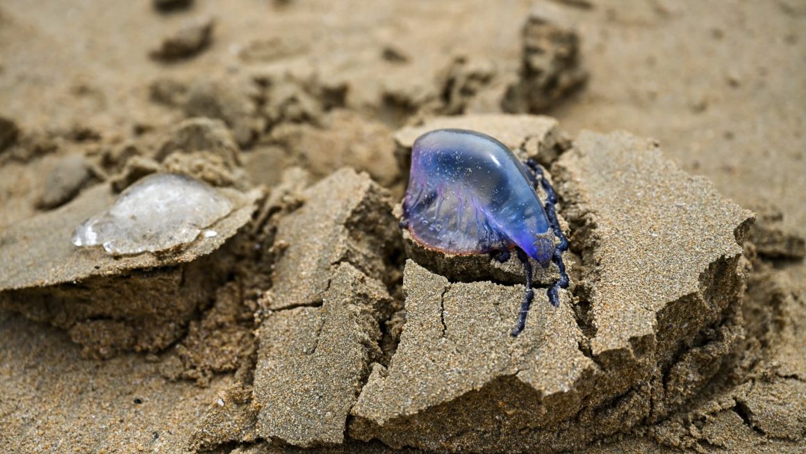 Les physalies perturbent les baignades dans les Landes