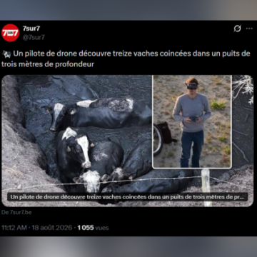 Sauvetage de vaches en Belgique grâce à un drone