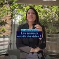 Les animaux ont-ils vraiment des rides lorsqu&rsquo;ils vieillissent ?
