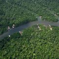 La déforestation en Amazonie brésilienne atteint un niveau historiquement bas