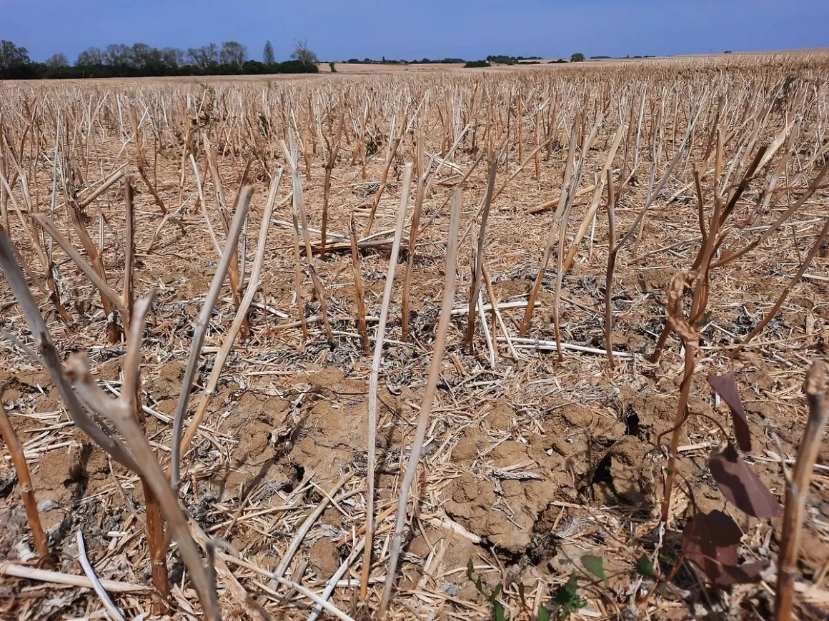 Les vignes face à la sécheresse