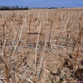 Les vignes face à la sécheresse