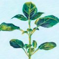 L&rsquo;Évocation du Basilic dans la Parfumerie