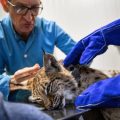 Mesures pour protéger le lynx du Jura