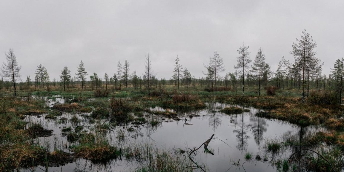 La restauration des zones humides en Finlande : un enjeu environnemental et stratégique