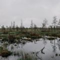 La restauration des zones humides en Finlande : un enjeu environnemental et stratégique