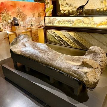Les fossiles d&rsquo;Angeac-Charente et l&rsquo;avenir du musée d&rsquo;Angoulême