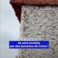 Une invasion de punaises de colza dans les Hautes-Pyrénées