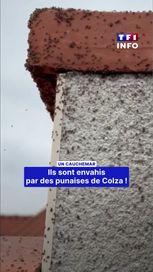 c113027b-cf01-49e9-a7a1-77818284d9ca Une invasion de punaises de colza dans les Hautes-Pyrénées