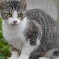 La Disparition Inquiétante d&rsquo;un Chat à Strasbourg