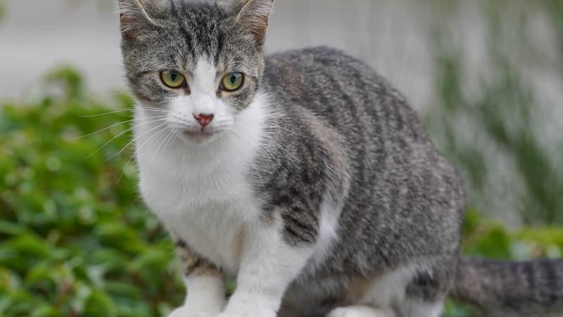 c1a2e5ae-ba68-4317-9f5b-63f704c6aa23 La Disparition Inquiétante d’un Chat à Strasbourg