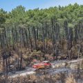 Les Défis de la Forêt de la Gironde Face aux Incendies Répétitifs
