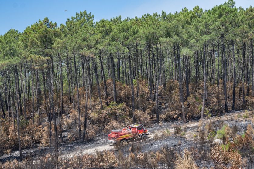 FRANCE - GIRONDE - ENVIRONNEMENT - WILDFIRE Les Défis de la Forêt de la Gironde Face aux Incendies Répétitifs