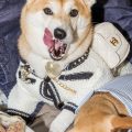 Procès entre Dogue et Vogue : Quand les chiens prennent la vedette
