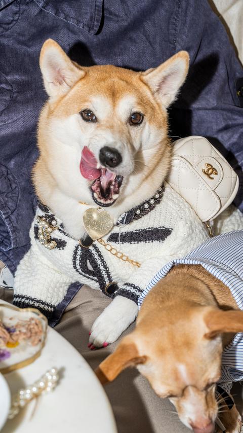 c6d31e7d-6756-41e8-95c8-7dea01325877 Procès entre Dogue et Vogue : Quand les chiens prennent la vedette