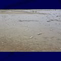 Catastrophe écologique dans le lac de la Gioule