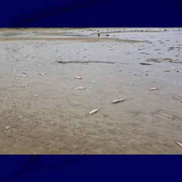 Catastrophe écologique dans le lac de la Gioule