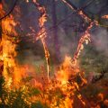 Risque élevé de feux de forêts dans le sud de la France