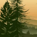 Dans l’intimité des forêts: Podcasts incontournables