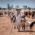 La COP17 : Focus sur le Pastoralisme et la Lutte contre la Désertification