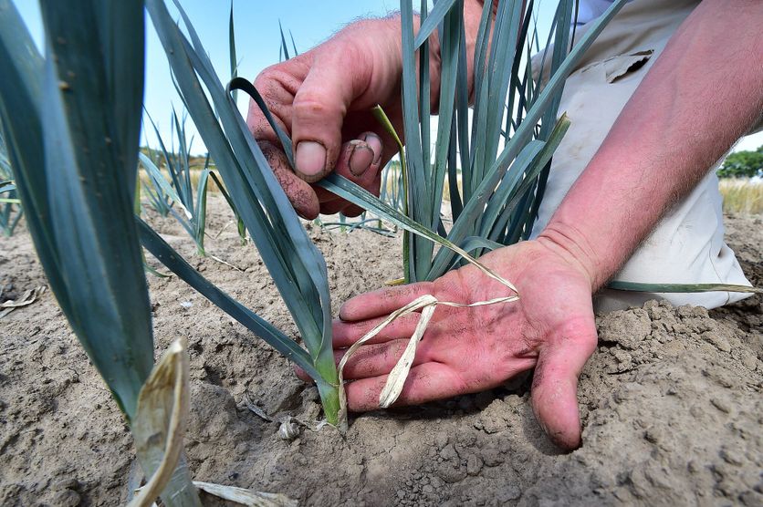 SECHERESSE ET MARAICHERS La crise des maraîchers face à la sécheresse et la chaleur