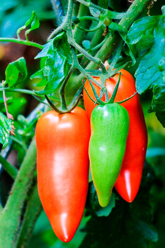 e6feb739-15b5-4fe0-91eb-f50ce7efc864 Comment Préserver Vos Fruits et Légumes