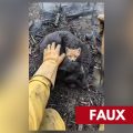 Les incendies et leurs effets dévastateurs sur la faune