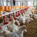 Plan de soutien agricole face aux crises climatiques de 2026