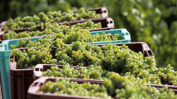 ec52c0b7-7659-41fc-96de-43d0ad095bb2 Les Vignerons et la Canicule: Vendanges Précoces en Champagne