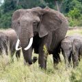 Intoxication au Cyanure: Danger pour les Éléphants du Parc d’Amboseli