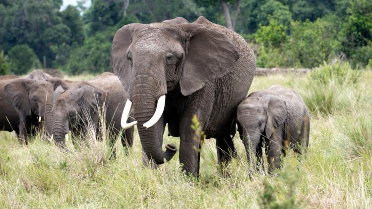 efa24af6-97c0-48aa-abe6-97bede240dbf Intoxication au Cyanure: Danger pour les Éléphants du Parc d’Amboseli