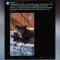 Un ours noir se détend dans un jacuzzi près de Los Angeles
