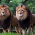 Les Lions de Tokyo et la Canicule au Japon : Un Été Dévastateur