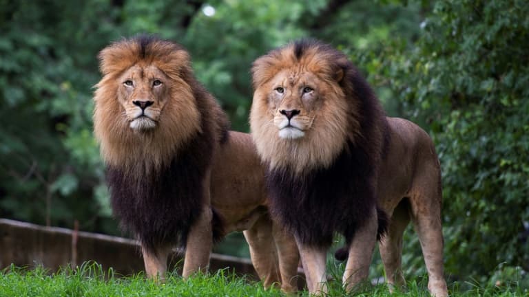 f0f5db16-c0cb-4df6-b148-c3419214491f Les Lions de Tokyo et la Canicule au Japon : Un Été Dévastateur