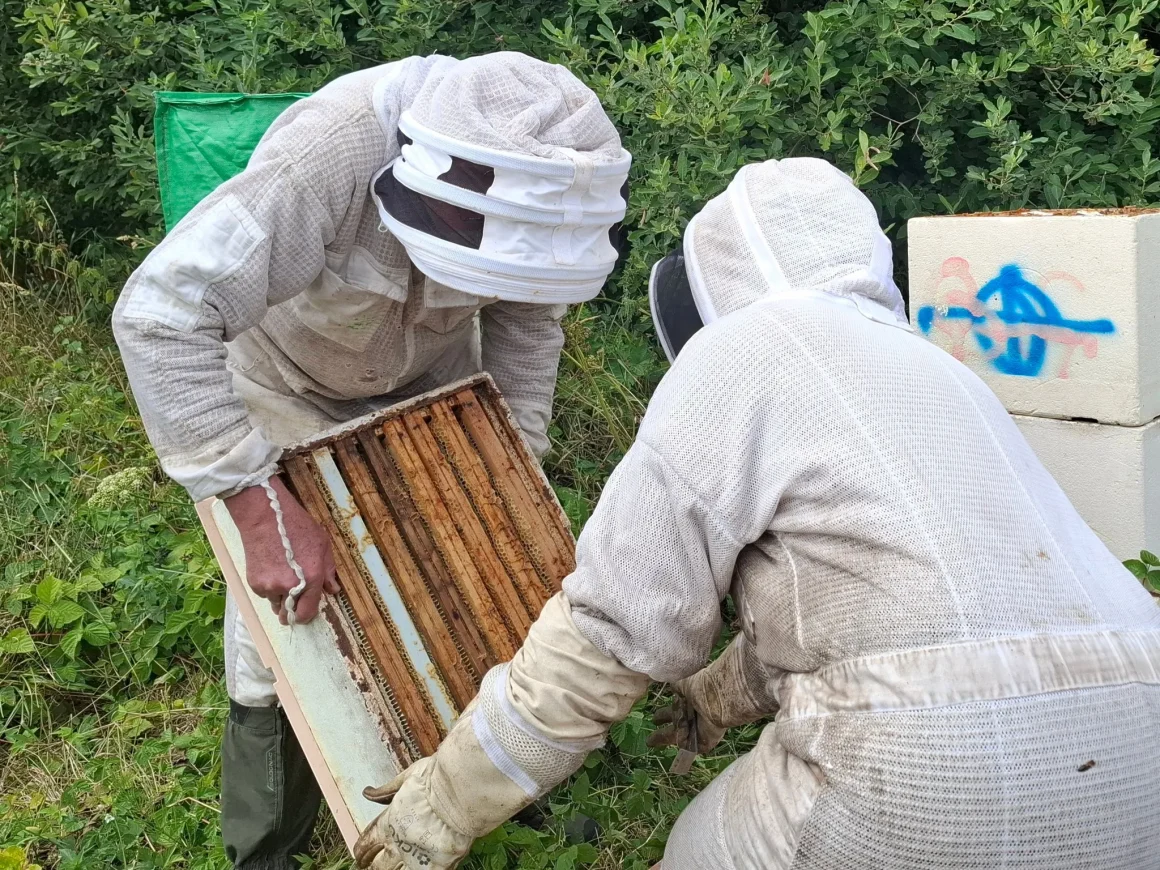 La luzerne, une alliée des abeilles face à la sécheresse