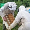 La luzerne, une alliée des abeilles face à la sécheresse