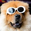 Animaux de compagnie et éclipse solaire : précautions à prendre