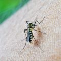Le moustique tigre pourrait s&rsquo;étendre en France métropolitaine