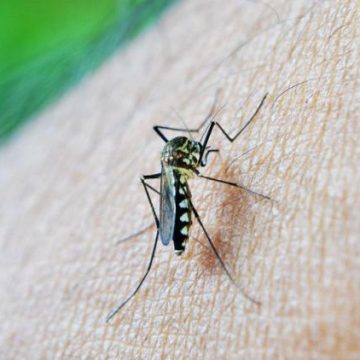 f64661f4-5dd1-494f-ba32-b8e9fd612490 Le moustique tigre pourrait s’étendre en France métropolitaine