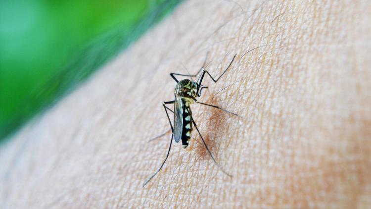 f64661f4-5dd1-494f-ba32-b8e9fd612490 Le moustique tigre pourrait s’étendre en France métropolitaine